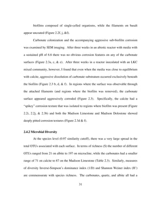 31
biofilms composed of single-celled organisms, while the filaments on basalt
appear uncoated (Figure 2.2f, j, &f).
Carbonate colonization and the accompanying aggressive sub-biofilm corrosion
was examined by SEM imaging. After three weeks in an abiotic reactor with media with
a sustained pH of 6.6 there was no obvious corrosion features on any of the carbonate
surfaces (Figure 2.3a, c, & e). After three weeks in a reactor inoculated with an LKC
mixed community, however, I found that even when the media was close to equilibrium
with calcite, aggressive dissolution of carbonate substratum occurred exclusively beneath
the biofilm (Figure 2.3 b, d, & f). In regions where the surface was observable through
the attached filaments (and regions where the biofilm was removed), the carbonate
surface appeared aggressively corroded (Figure 2.3). Specifically, the calcite had a
“spikey” corrosion texture that was isolated to regions where biofilm was present (Figure
2.2i, 2.2j, & 2.3b) and both the Madison Limestone and Madison Dolostone showed
deeply pitted corrosion textures (Figure 2.3d & f).
2.4.2 Microbial Diversity
At the species level (0.97 similarity cutoff), there was a very large spread in the
total OTUs associated with each surface. In terms of richness (S) the number of different
OTUs ranged from 21 on albite to 197 on microcline, while the carbonates had a smaller
range of 71 on calcite to 87 on the Madison Limestone (Table 2.3). Similarly, measures
of diversity Inverse-Simpson’s dominance index (1/D) and Shannon Weiner index (H’)
are commensurate with species richness. The carbonates, quartz, and albite all had a
 