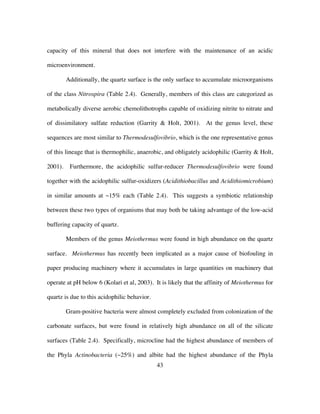43
capacity of this mineral that does not interfere with the maintenance of an acidic
microenvironment.
Additionally, the quartz surface is the only surface to accumulate microorganisms
of the class Nitrospira (Table 2.4). Generally, members of this class are categorized as
metabolically diverse aerobic chemolithotrophs capable of oxidizing nitrite to nitrate and
of dissimilatory sulfate reduction (Garrity & Holt, 2001). At the genus level, these
sequences are most similar to Thermodesulfovibrio, which is the one representative genus
of this lineage that is thermophilic, anaerobic, and obligately acidophilic (Garrity & Holt,
2001). Furthermore, the acidophilic sulfur-reducer Thermodesulfovibrio were found
together with the acidophilic sulfur-oxidizers (Acidithiobacillus and Acidithiomicrobium)
in similar amounts at ~15% each (Table 2.4). This suggests a symbiotic relationship
between these two types of organisms that may both be taking advantage of the low-acid
buffering capacity of quartz.
Members of the genus Meiothermus were found in high abundance on the quartz
surface. Meiothermus has recently been implicated as a major cause of biofouling in
paper producing machinery where it accumulates in large quantities on machinery that
operate at pH below 6 (Kolari et al, 2003). It is likely that the affinity of Meiothermus for
quartz is due to this acidophilic behavior.
Gram-positive bacteria were almost completely excluded from colonization of the
carbonate surfaces, but were found in relatively high abundance on all of the silicate
surfaces (Table 2.4). Specifically, microcline had the highest abundance of members of
the Phyla Actinobacteria (~25%) and albite had the highest abundance of the Phyla
 