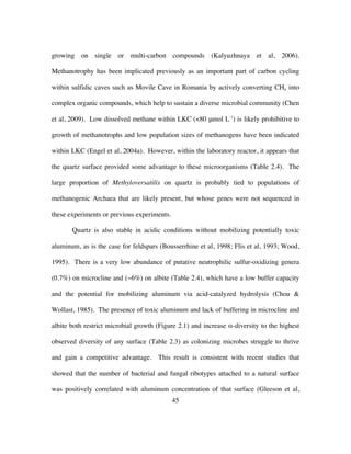 45
growing on single or multi-carbon compounds (Kalyuzhnaya et al, 2006).
Methanotrophy has been implicated previously as an important part of carbon cycling
within sulfidic caves such as Movile Cave in Romania by actively converting CH4 into
complex organic compounds, which help to sustain a diverse microbial community (Chen
et al, 2009). Low dissolved methane within LKC (<80 μmol L-1
) is likely prohibitive to
growth of methanotrophs and low population sizes of methanogens have been indicated
within LKC (Engel et al, 2004a). However, within the laboratory reactor, it appears that
the quartz surface provided some advantage to these microorganisms (Table 2.4). The
large proportion of Methyloversatilis on quartz is probably tied to populations of
methanogenic Archaea that are likely present, but whose genes were not sequenced in
these experiments or previous experiments.
Quartz is also stable in acidic conditions without mobilizing potentially toxic
aluminum, as is the case for feldspars (Bousserrhine et al, 1998; Flis et al, 1993; Wood,
1995). There is a very low abundance of putative neutrophilic sulfur-oxidizing genera
(0.7%) on microcline and (~6%) on albite (Table 2.4), which have a low buffer capacity
and the potential for mobilizing aluminum via acid-catalyzed hydrolysis (Chou &
Wollast, 1985). The presence of toxic aluminum and lack of buffering in microcline and
albite both restrict microbial growth (Figure 2.1) and increase α-diversity to the highest
observed diversity of any surface (Table 2.3) as colonizing microbes struggle to thrive
and gain a competitive advantage. This result is consistent with recent studies that
showed that the number of bacterial and fungal ribotypes attached to a natural surface
was positively correlated with aluminum concentration of that surface (Gleeson et al,
 