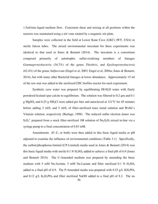56
1.5ml/min liquid medium flow. Consistent shear and mixing at all positions within the
reactors was maintained using a stir vane rotated by a magnetic stir plate.
Samples were collected in the field at Lower Kane Cave (LKC) (WY, USA) in
sterile falcon tubes. The mixed environmental inoculant for these experiments was
identical to that used in Jones & Bennett (2014). The inoculum is a consortium
composed primarily of autotrophic sulfur-oxidizing members of lineages
Gammaproteobacteria (34.7%) of the genus Thiothrix, and Epsilonproteobacteria
(62.4%) of the genus Sulfurovum (Engel et al, 2003; Engel et al, 2004a; Jones & Bennett,
2014), but with many other Bacterial lineages at lower abundance. Approximately 15 ml
of the raw mat was added to the sterilized CDC biofilm reactor for each experiment.
Synthetic cave water was prepared by equilibrating DI-H2O water with finely
powdered Iceland spar calcite to equilibrium. The solution was filtered to 0.2 μm and 0.1
g MgSO4 and 0.25 g NH4Cl were added per liter and autoclaved at 121°C for 45 minutes
before adding 2 ml/L and 5 ml/L of filter-sterilized trace metal solution and Wolfe’s
Vitamin solution, respectively (Burlage, 1998). The reduced sulfur electron donor was
S2O3
2-
prepared from a stock filter-sterilized 1M solution of Na2S2O3 mixed in-line via a
syringe pump to a final concentration of 0.83 mM.
Amendments (P, C, or both) were then added to this basic liquid media or pH
adjusted to examine the influence of environmental conditions (Table 3.1). Specifically,
the carbon/phosphorus-limited (CP-Limited) media used in Jones & Bennett (2014) was
this basic liquid media with sterile 0.1 N H2SO4 added to achieve a final pH of 6.9 (Jones
and Bennett 2014). The C-Amended medium was prepared by amending the basic
medium with 5 mM Na-Acetate, 5 mM Na-Lactate and filter sterilized 0.1 N H2SO4
added to a final pH of 6.9. The P-Amended media was prepared with 0.53 g/L KH2PO4
and 0.12 g/L K2H2PO4 and filter sterilized NaOH added to a final pH of 8.3. The no
 