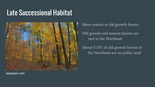 Late Successional Habitat
More mature or old growth forests
Old growth and mature forests are
rare in the Northeast
About 5-15% of old growth forests in
the Northeast are on public land
asergeev.com
 