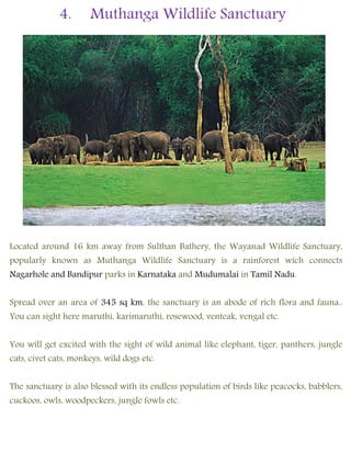 4. Muthanga Wildlife Sanctuary
Located around 16 km away from Sulthan Bathery, the Wayanad Wildlife Sanctuary,
popularly known as Muthanga Wildlife Sanctuary is a rainforest wich connects
Nagarhole and Bandipur parks in Karnataka and Mudumalai in Tamil Nadu.
Spread over an area of 345 sq km, the sanctuary is an abode of rich flora and fauna..
You can sight here maruthi, karimaruthi, rosewood, venteak, vengal etc.
You will get excited with the sight of wild animal like elephant, tiger, panthers, jungle
cats, civet cats, monkeys, wild dogs etc.
The sanctuary is also blessed with its endless population of birds like peacocks, babblers,
cuckoos, owls, woodpeckers, jungle fowls etc.
 