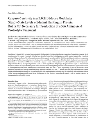 Neurobiology of Disease
Caspase-6 Activity in a BACHD Mouse Modulates
Steady-State Levels of Mutant Huntingtin Protein
But Is Not Necessary for Production of a 586 Amino Acid
Proteolytic Fragment
Juliette Gafni,1 Theodora Papanikolaou,1 Francesco DeGiacomo,1 Jennifer Holcomb,1 Sylvia Chen,1 Liliana Menalled,2
Andrea Kudwa,2 Jon Fitzpatrick,2 Sam Miller,2 Sylvie Ramboz,2 Pasi I. Tuunanen,3 Kimmo K. Lehtima¨ki,3
X. William Yang,4 Larry Park,5 Seung Kwak,5 David Howland,5 Hyunsun Park,5 and Lisa M. Ellerby1
1The Buck Institute for Research on Aging, Novato, California 94945, 2PsychoGenics, Inc., Tarrytown, New York 10591, 3Cerebricon Limited, Charles River
Discovery Services, 70210 Kuopio, Finland, 4Center for Neurobehavioral Genetics, Semel Institute for Neuroscience and Human Behavior, Department of
Psychiatry and Biobehavioral Sciences, Brain Research Institute, David Geffen School of Medicine at University of California, Los Angeles, Los Angeles,
California 90095, and 5CHDI Management/CHDI Foundation, Inc., Los Angeles, California 90045
Huntington’s disease (HD) is caused by a mutation in the huntingtin (htt) gene encoding an expansion of glutamine repeats at the N
terminus of the Htt protein. Proteolysis of Htt has been identified as a critical pathological event in HD models. In particular, it has been
postulatedthatproteolysisofHttattheputativecaspase-6cleavagesite(ataminoacidAsp-586)playsacriticalroleindiseaseprogression
andpathogenesis.However,whethercaspase-6isindeedtheessentialenzymethatcleavesHttatthissiteinvivohasnotbeendetermined.
To evaluate, we crossed the BACHD mouse model with a caspase-6 knock-out mouse (Casp6Ϫ/Ϫ
). Western blot and immunocytochem-
istry confirmed the lack of caspase-6 protein in Casp6Ϫ/Ϫ
mice, regardless of HD genotype. We predicted the Casp6Ϫ/Ϫ
mouse would
havereducedlevelsofcaspase-6Httfragmentsandincreasedlevelsoffull-lengthHttprotein.Incontrast,wefoundasignificantreduction
of full-length mutant Htt (mHtt) and fragments in the striatum of BACHD Casp6Ϫ/Ϫ
mice. Importantly, we detected the presence of Htt
fragmentsconsistentwithcleavageataminoacidAsp-586ofHttintheBACHDCasp6Ϫ/Ϫ
mouse,indicatingthatcaspase-6activitycannot
fully account for the generation of the Htt 586 fragment in vivo. Our data are not consistent with the hypothesis that caspase-6 activity is
critical in generating a potentially toxic 586 aa Htt fragment in vivo. However, our studies do suggest a role for caspase-6 activity in
clearance pathways for mHtt protein.
Introduction
Huntington’s disease (HD) is a dominantly inherited neurode-
generative disorder characterized by progressive decline of cog-
nitive and motor function due to loss of striatal and cortical
neurons. HD is caused by a mutation in the huntingtin (Htt) gene
encoding a glutamine repeat (CAG expansion) at the N terminus
of Htt (Huntington’s Disease Collaborative Research Group,
1993). A neuropathological hallmark of HD is the accumula-
tion of N-terminal Htt fragments, suggesting that Htt prote-
olysis may be a critical event in pathogenesis (Goldberg et al.,
1996; Davies et al., 1997; DiFiglia et al., 1997; Martindale et al.,
1998; Gutekunst et al., 1999; Gafni and Ellerby, 2002; Gafni et
al., 2004).
Htt is cleaved by multiple proteases, including aspartyl pro-
teases, calpains, ␥-secretase, and caspases (Goldberg et al., 1996;
Wellington et al., 1998; Gafni and Ellerby, 2002; Lunkes et al.,
2002; Gafni et al., 2004; Kegel et al., 2010). Indeed Htt was the first
neuronal protein identified as a caspase substrate (Goldberg et
al., 1996), and studies have defined the Htt cleavage sites for
caspase-3 at amino acids Asp-513 and Asp-552, for caspase-2 at
amino acid Asp-552, and for caspase-6 at the IVLD amino acid
Asp-586 site (Wellington et al., 1998, 2000; Hermel et al., 2004).
Caspase-6 binds to Htt, and dominant-negative caspase-6 blocks
HD striatal neuronal degeneration (Hermel et al., 2004). Further-
more, the processed form of caspase-6 can be found activated in
mouse and human HD striatum (Hermel et al., 2004; Graham et
al., 2010). Proteolytic cleavage of Htt at the caspase-6 site at
Received Dec. 20, 2011; revised March 21, 2012; accepted April 9, 2012.
Authorcontributions:J.G.,T.P.,F.D.,J.H.,S.C.,L.M.,A.K.,J.F.,S.M.,S.R.,P.I.T.,K.K.L.,X.W.Y.,S.K.,L.P.,D.H.,H.P.,
and L.M.E. designed research; J.G., T.P., F.D., J.H., S.C., L.M., A.K., J.F., S.M., S.R., P.I.T., K.K.L., L.P., D.H., H.P., and
L.M.E. performed research; X.W.Y. and L.M.E. contributed unpublished reagents/analytic tools; J.G., T.P., F.D., J.H.,
S.C., L.M., P.I.T., S.K., L.P., D.H., H.P., and L.M.E. analyzed data; J.G., L.M., P.I.T., D.H., H.P., and L.M.E. wrote the
paper.
ThisworkwassupportedbyNationalInstitutesofHealthGrantNS40251(L.M.E.)andCHDIFoundation(L.M.E.).
Neo Htt epitope antibodies and the Htt acetylation antibody were produced in collaboration with Jacqueline Duke
andMattBakeratOpenBiosystems.Wethankbothofthemfortheirexpertadviceandhelp.ManythankstoRichard
Mushlin for the statistical support and to Judy Watson-Johnson and Melinda Ruiz at PsychoGenics, Inc., for their
technicalassistance.WethankGillBatesfortheS829andS830Httantibodies.WethankDr.A.Osmondforprotocols
for immunostaining. We thank Akilah Bonner, Khan Zafar, and Caitlin Rugani for perfusion and tissue dissection.
This article is freely available online through the J Neurosci Open Choice option.
Correspondence should be addressed to Dr. Lisa M. Ellerby at the above address. E-mail: lellerby@
buckinstitute.org.
DOI:10.1523/JNEUROSCI.6379-11.2012
Copyright © 2012 the authors 0270-6474/12/327454-12$15.00/0
7454 • The Journal of Neuroscience, May 30, 2012 • 32(22):7454–7465
 