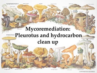 Mycoremediation:
Pleurotus and hydrocarbon
clean up
 