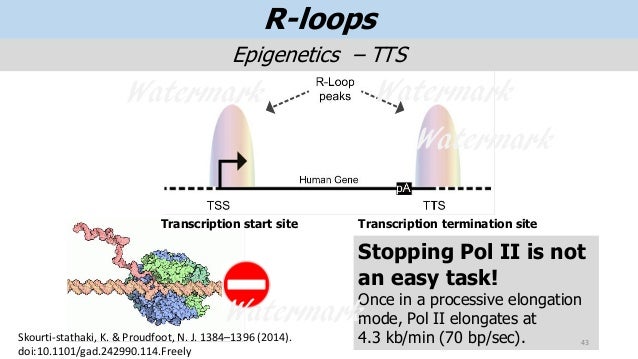 R_loops_presentation_v4.0