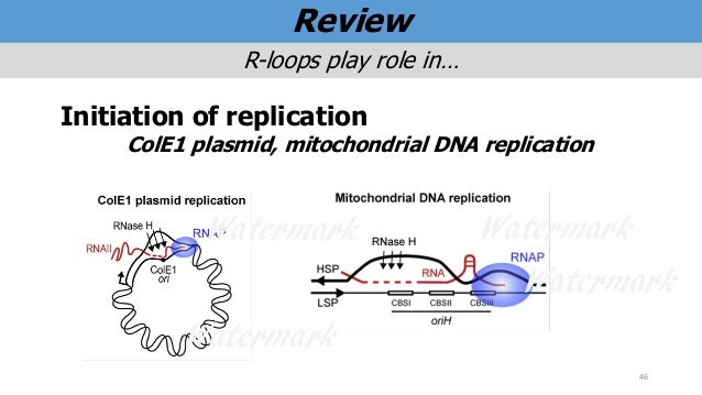 R_loops_presentation_v4.0