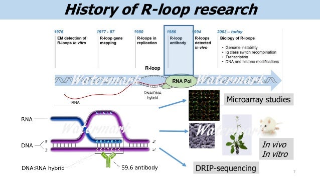 R_loops_presentation_v4.0