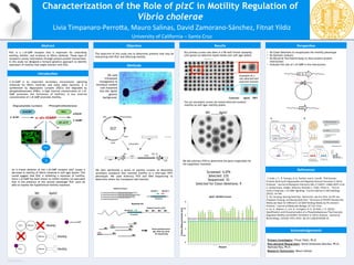 RESEARCH POSTER PRESENTATION DESIGN © 2011
www.PosterPresentations.com
For our secondary screen we tested selected mutants’
motility on soft agar motility plates.
Characterization of the Role of plzC in Motility Regulation of
Vibrio cholerae
PlzC is a c-di-GMP receptor that is important for controlling
motility, biofilm, and virulence in Vibrio cholerae. These type of
receptors convey information through protein-protein interactions.
In this study we designed a forward genetics approach to identify
repressors of motility that might interact with PlzC.
Abstract	
  
Introduc6on	
  
The objective of this study was to determine proteins that may be
interacting with PlzC and affecting motility.
Objec6ve	
  
We used
transposon
mutagenesis to
introduce random
null mutations
into the ΔplzC
genetic
background.
Results	
   Perspec6ve	
  
References	
  
C-di-GMP is an important secondary intracellular signaling
molecule for Vibrio cholerae, and many other bacteria. It is
synthesized by digaunylate cyclases (DGCs) and degraded by
phosphodiesterases (PDEs). A high internal concentration of c-di-
GMP promotes the formation of biofilms. A low internal
concentration of c-di-GMP promotes motility.
University	
  of	
  California	
  –	
  Santa	
  Cruz	
  
Livia	
  Timpanaro-­‐PerroJa,	
  Mauro	
  Salinas,	
  David	
  Zamorano-­‐Sánchez,	
  Fitnat	
  Yildiz	
  
Methods	
  
Primary Investigator: Fitnat Yildiz, Ph.D.
Post-doctoral Researchers: David Zamorano-Sánchez, Ph.D.,
Namrata Rao, Ph.D.
Research Technicians: Mauro Salinas
We then performed a series of motility screens to determine
secondary mutations that restored motility to a wild-type (WT)
phenotype. We used Arbitrary PCR and DNA Sequencing to
determine where the transposon had inserted.
ΔRR	
  
Screened: 4,076
Selected: 235
Sequenced: 33
Selected for Clean Deletions: 9
•  Do Clean Deletions to recapitulate the motility phenotype
•  Do Epistatic Analysis
•  Do Bacterial Two Hybrid Assay to show protein-protein
interactions
•  Evaluate the role of c-di-GMP in the interactions
Acknowledgements	
  
1.73	
  
1.6	
   1.63	
  1.63	
  
1.43	
  
2.17	
  
2.13	
  
2.3	
  
2.1	
  
1.63	
  
2.25	
  2.25	
  
2.07	
  
1.68	
  
1.6	
   1.6	
  
2.35	
  
2.47	
  
2.37	
  
2.16	
  2.17	
  
2.33	
  
2.53	
  
2.43	
  
1.78	
  
2.23	
  
1.53	
  
2.18	
  
1.6	
  
2.52	
  
2.35	
  
2.63	
  
2.3	
  
1.57	
  
1.759	
  
0	
  
0.5	
  
1	
  
1.5	
  
2	
  
2.5	
  
3	
  
Colony	
  Measurements	
  (cm)	
  
Mutant	
  
ΔplzC	
  	
  Mo6lity	
  Screen	
  
PlzC	
  
?	
  
An in-frame deletion of the c-di-GMP receptor plzC causes a
decrease in motility of Vibrio cholerae in soft agar plates. This
would suggest that PlzC is inhibiting a repressor of motility.
Since c-di-GMP has been shown to inhibit motility we speculate
that in the presence of this second messenger PlzC wont be
able to repress the hypothetical motility repressor.
Our primary screen was done in a 96-well format stamping
cells grown on selective liquid media over soft agar plates.
Examples of a
non-selected and
selected mutants
Controls: ΔplzC SWT
We did arbitrary PCR to determine the gene responsible for
the suppressor mutation.
1.PraJ,	
  J.	
  T.,	
  R.	
  Tamayo,	
  A.	
  D.	
  Tischler,	
  and	
  A.	
  Camilli.	
  "PilZ	
  Domain	
  
Proteins	
  Bind	
  Cyclic	
  Diguanylate	
  and	
  Regulate	
  Diverse	
  Processes	
  in	
  Vibrio	
  
Cholerae."	
  Journal	
  of	
  Biological	
  Chemistry	
  282.17	
  (2007):	
  12860-­‐2870.	
  Print.	
  
2.	
  Sondermann,	
  Holger;	
  Shikuma,	
  Nicholas	
  J.;	
  Yildiz,	
  Fitnat	
  H.	
  ,	
  “You’ve	
  
come	
  a	
  long	
  way:	
  c-­‐di-­‐GMP	
  signaling.”	
  Current	
  Opinion	
  in	
  Microbiology	
  
(2012):	
  14-­‐146.	
  	
  
3. Ko,	
  Junsang,	
  Kyoung-­‐Seok	
  Ryu,	
  Henna	
  Kim,	
  Jae-­‐Sun	
  Shin,	
  Jie-­‐Oh	
  Lee,	
  
Chaejoon	
  Cheong,	
  and	
  Byong-­‐Seok	
  Choi.	
  "Structure	
  of	
  PP4397	
  Reveals	
  the	
  
Molecular	
  Basis	
  for	
  Diﬀerent	
  C-­‐di-­‐GMP	
  Binding	
  Modes	
  by	
  Pilz	
  Domain	
  
Proteins."	
  Journal	
  of	
  Molecular	
  Biology:	
  97-­‐110.	
  Print.	
  	
  
4.	
  Liu,	
  X.,	
  Beyhan,	
  S.,	
  Lim,	
  B.,	
  Linington,	
  R.	
  G.,	
  &	
  Yildiz,	
  F.	
  H.	
  (2010).	
  
Iden.ﬁca.on	
  and	
  Characteriza.on	
  of	
  a	
  Phosphodiesterase	
  That	
  Inversely	
  
Regulates	
  Mo.lity	
  and	
  Bioﬁlm	
  Forma.on	
  in	
  Vibrio	
  cholerae	
  .	
  Journal	
  of	
  
Bacteriology,	
  192(18),	
  4541–4552.	
  doi:10.1128/JB.00209-­‐10	
  
Wt	
   ΔplzC	
  
Wt	
   ΔplzC	
  
 