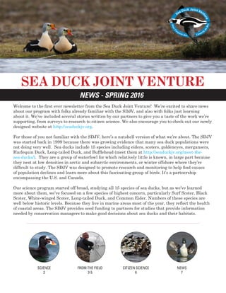 Welcome to the first ever newsletter from the Sea Duck Joint Venture! We’re excited to share news
about our program with folks already familiar with the SDJV, and also with folks just learning
about it. We’ve included several stories written by our partners to give you a taste of the work we’re
supporting, from surveys to research to citizen science. We also encourage you to check out our newly
designed website at http://seaduckjv.org.
For those of you not familiar with the SDJV, here’s a nutshell version of what we’re about. The SDJV
was started back in 1999 because there was growing evidence that many sea duck populations were
not doing very well. Sea ducks include 15 species including eiders, scoters, goldeneyes, mergansers,
Harlequin Duck, Long-tailed Duck, and Bufflehead (meet them at http://seaduckjv.org/meet-the-
sea-ducks/). They are a group of waterfowl for which relatively little is known, in large part because
they nest at low densities in arctic and subarctic environments, or winter offshore where they’re
difficult to study. The SDJV was designed to promote research and monitoring to help find causes
of population declines and learn more about this fascinating group of birds. It’s a partnership
encompassing the U.S. and Canada.
Our science program started off broad, studying all 15 species of sea ducks, but as we’ve learned
more about them, we’ve focused on a few species of highest concern, particularly Surf Scoter, Black
Scoter, White-winged Scoter, Long-tailed Duck, and Common Eider. Numbers of these species are
well below historic levels. Because they live in marine areas most of the year, they reflect the health
of coastal areas. The SDJV provides seed funding to partners for studies that provide information
needed by conservation managers to make good decisions about sea ducks and their habitats.
SEA DUCK JOINT VENTURE
NEWS - SPRING 2016
FROM THE FIELD
3-5
SCIENCE
2
NEWS
7
CITIZEN SCIENCE
6
 
