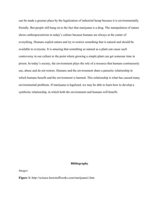 can be made a greener place by the legalization of industrial hemp because it is environmentally
friendly. But people still hang on to the fact that marijuana is a drug. The manipulation of nature
shows anthropocentrism in today’s culture because humans are always at the center of
everything. Humans exploit nature and try to restrict something that is natural and should be
available to everyone. It is amazing that something as natural as a plant can cause such
controversy in our culture to the point where growing a simple plant can get someone time in
prison. In today’s society, the environment plays the role of a resource that humans continuously
use, abuse and do not restore. Humans and the environment share a parasitic relationship in
which humans benefit and the environment is harmed. This relationship is what has caused many
environmental problems. If marijuana is legalized, we may be able to learn how to develop a
symbiotic relationship, in which both the environment and humans will benefit.
Bibliography
Images
Figure 1: http://science.howstuffworks.com/marijuana1.htm
 