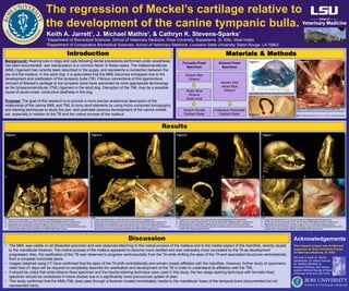 The regression of Meckel’s cartilage relative to
the development of the canine tympanic bulla.
Keith A. Jarrett1
, J. Michael Mathis2
, & Cathryn K. Stevens-Sparks1
1Department of Biomedical Sciences, School of Veterinary Medicine, Ross University, Bassetterre, St. Kitts, West Indies
2Department of Comparative Biomedical Sciences, School of Veterinary Medicine, Louisiana State University, Baton Rouge, LA 70803
Introduction
Background: Hearing loss in dogs and cats following dental procedures performed under anesthesia
has been documented. Jaw manipulation is a common factor in these cases. The malleomandibular
(MML) ligament has recently been described in the puppy, and represents a connection between the
jaw and the malleus. In the adult dog, it is speculated that the MML becomes entrapped due to the
development and ossification of the tympanic bulla (TB). Fibrous connections of this ligamentous
remnant of Meckel’s cartilage to the tympanic bone have warranted its more appropriate terminology
as the tympanomandibular (TML) ligament in the adult dog. Disruption of the TML may be a possible
cause of acute-onset, conductive deafness in the dog.
Purpose: The goal of this research is to provide a more precise anatomical description of the
relationship of the canine MML and TML to bony skull elements by using micro-computed tomography
and staining techniques to study the peri- and postnatal osseous development of the canine middle
ear, especially in relation to the TB and the rostral process of the malleus.
Results
Discussion
Figure 4 Figure 5 Figure 6 Figure 7
A B
C D
Materials & Methods
A B
C D
A B
C D
A B
C D
Ethanol-Fixed
Specimen
Formalin-Fixed
Specimen
Alcian Blue
Ethanol
Acetic Acid
Alizarin Red
Ethanol
Alizarin Red
Alcian Blue
Ethanol
Potassium Hydroxide
Distilled Water
Sodium Borate
Distilled Water
Figure 1
Figure 3
Figure 2
Fig 2: MML originating from the rostral process of the
malleus and attaching to the medial aspect of the mandible
Fig 3: Tympanic annuli (TA) of 1, 14 & 21 day old specimen
Fig 4
A. Lateral 3D reconstruction of 1 day old canine skull highlighting the TA (green box)
B. Ventral view of 3D reconstruction of 1 day old canine skull highlighting the TA (green box)
C. Manipulated 3D reconstruction matching image D of the TA and surrounding structures
D. Ventral view of the TA with the tympanic membrane removed in order to demonstrate the rostral
process of the malleus (green asterisk) and affiliated MML (green arrow)
Fig 5
A. Lateral 3D reconstruction of 8 day old canine skull with the TA (green box)
B. Ventral view of 3D reconstruction of 8 day old canine skull highlighting the TA (green box)
C. Manipulated 3D reconstruction matching image D of the TA and surrounding structures
D. Ventrolateral view of the TA with the tympanic membrane removed in order to demonstrate the
rostral process of the malleus (green asterisk) and affiliated MML (green arrow)
Fig 6
A. Lateral 3D reconstruction of 14 day old canine skull highlighting the TA (green box)
B. Ventral view of 3D reconstruction of 14 day old canine skull highlighting the TA (green box)
C. Manipulated 3D reconstruction matching image D of the TA and surrounding structures
D. Dorsomedial view of the TA with the tympanic membrane intact in order to demonstrate the
handle of the malleus (green asterisk)
Fig 7
A. Lateral 3D reconstruction of 21 day old canine skull highlighting the TA (green box)
B. Ventral view of 3D reconstruction of 21 day old canine skull highlighting the TA (green box)
C. Manipulated 3D reconstruction matching image D of the TA and surrounding structures
D. Lateral view of the TA with the tympanic membrane removed in order to demonstrate the rostral
process of the malleus (green asterisk) and affiliated MML (green arrow)
Fig 1: Medial view of 8 day old ethanol-fixed specimen
• The MML was visible on all dissected specimen and was observed attaching to the rostral process of the malleus and to the medial aspect of the mandible, directly caudal
to the mandibular foramen. The rostral process of the malleus appeared to become more ossified and was noticeably more concealed by the TA as development
progressed. Also, the ossification of the TB was observed to progress ventrocaudally from the TA while shifting the apex of the TA and associated structures ventrolaterally
from a complete horizontal plane.
• Images obtained using CT have confirmed that the apex of the TA shift ventrolaterally and remain closely affiliated with the mandible. However, further study of specimens
older than 21 days will be required to completely describe the ossification and development of the TB in order to understand its affiliation with the TML.
• It should be noted that while ethanol-fixed specimen and the double-staining technique were used in this study, the two-stage staining technique with formalin-fixed
specimen should be considered in future studies due to a significantly more pronounced uptake of stain.
• This study confirmed that the MML/TML does pass through a foramen located immediately medial to the mandibular fossa of the temporal bone (documented but not
represented here).
*
* *
*
Acknowledgements
We wish to thank Dr. Michel
Vandenplas, Dr. Allison Salmon,
Dr. Martha Littlefield, Dr.
Margaret McNulty, and various
support staff and faculty of Ross
University SVM and LSU SVM.
This research project was funded and
supported by Ross University School
of Veterinary Medicine, St. Kitts.
 