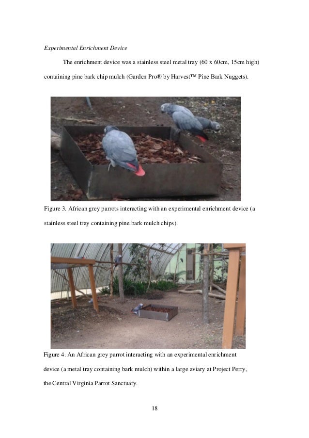 African grey parrots dissertation