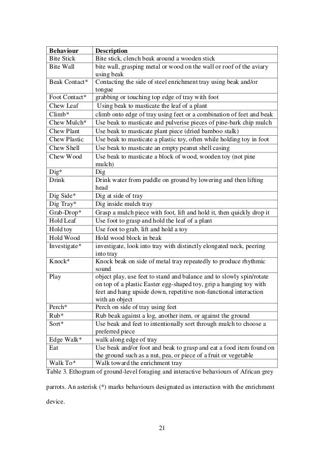 African grey parrots dissertation