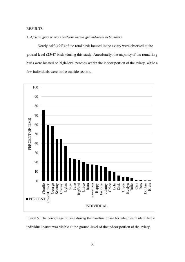 African grey parrots dissertation