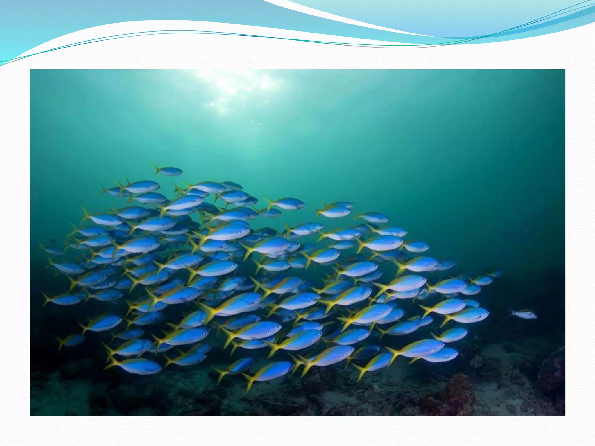 Oceans Power Point Presentation | PPTX