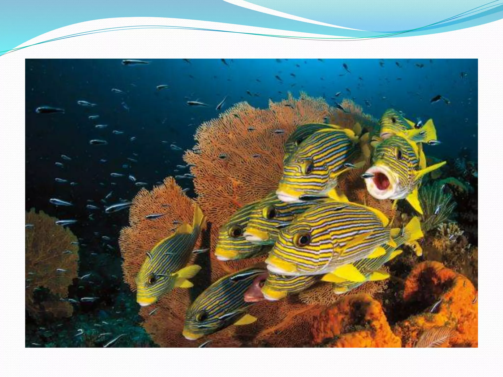 Oceans Power Point Presentation | PPTX