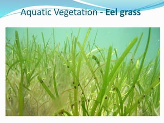 Aquatic Vegetation - Eel grass
 