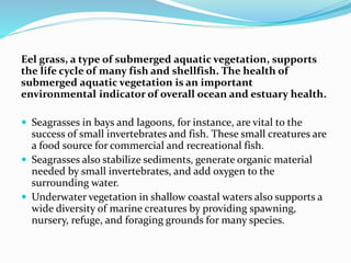 Eel grass, a type of submerged aquatic vegetation, supports
the life cycle of many fish and shellfish. The health of
submerged aquatic vegetation is an important
environmental indicator of overall ocean and estuary health.
 Seagrasses in bays and lagoons, for instance, are vital to the
success of small invertebrates and fish. These small creatures are
a food source for commercial and recreational fish.
 Seagrasses also stabilize sediments, generate organic material
needed by small invertebrates, and add oxygen to the
surrounding water.
 Underwater vegetation in shallow coastal waters also supports a
wide diversity of marine creatures by providing spawning,
nursery, refuge, and foraging grounds for many species.
 