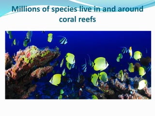Millions of species live in and around
coral reefs
 
