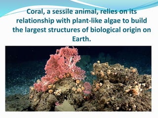 Coral, a sessile animal, relies on its
relationship with plant-like algae to build
the largest structures of biological origin on
Earth.
 