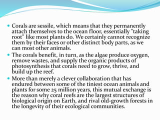  Corals are sessile, which means that they permanently
attach themselves to the ocean floor, essentially "taking
root" like most plants do. We certainly cannot recognize
them by their faces or other distinct body parts, as we
can most other animals.
 The corals benefit, in turn, as the algae produce oxygen,
remove wastes, and supply the organic products of
photosynthesis that corals need to grow, thrive, and
build up the reef.
 More than merely a clever collaboration that has
endured between some of the tiniest ocean animals and
plants for some 25 million years, this mutual exchange is
the reason why coral reefs are the largest structures of
biological origin on Earth, and rival old-growth forests in
the longevity of their ecological communities.
 