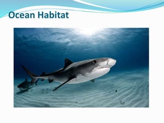 Ocean Habitat
 