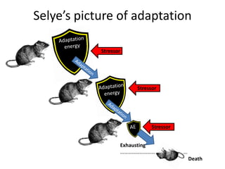 Selye’s picture of adaptation
Stressor
Stressor
Stressor
Exhausting
…………………………………………….
Death
 