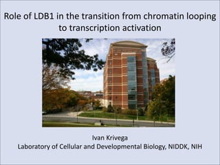 Role of LDB1 in the transition from chromatin looping
to transcription activation
Ivan Krivega
Laboratory of Cellular and Developmental Biology, NIDDK, NIH
 