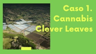 Caso 1.
Cannabis
Clever Leaves
 