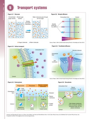 e9X5C2_anatomy physiology.pdf daily basis with good notes | PDF