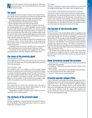 Prostate Chestnut e9X5C2_anatomy physiology.pdf daily basis with good notes | PDF