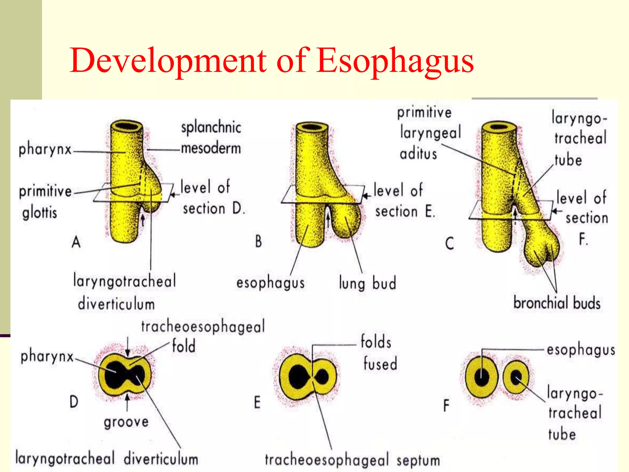 Development of Esophagus
 