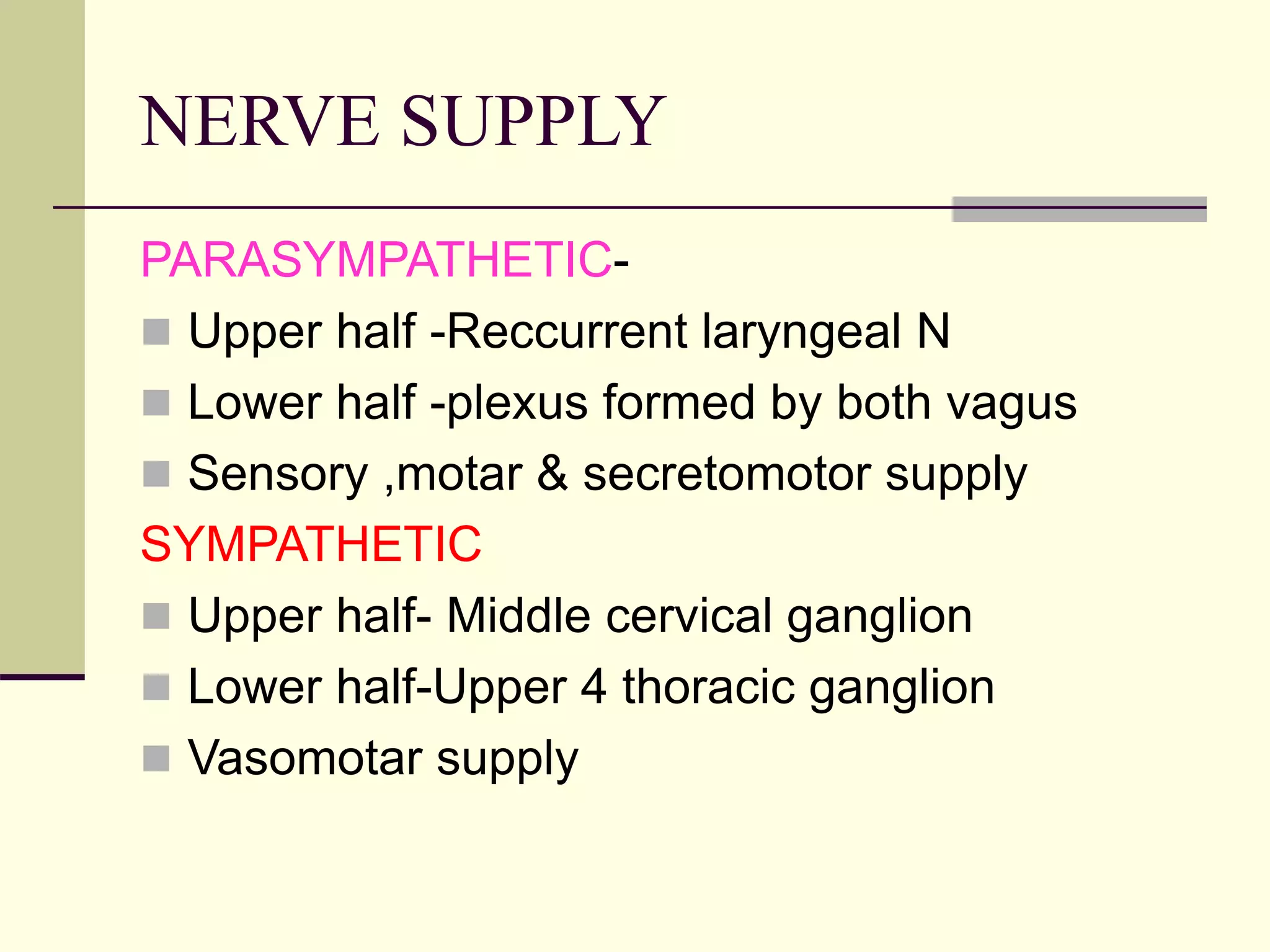 NERVE SUPPLY
PARASYMPATHETIC-
 Upper half -Reccurrent laryngeal N
 Lower half -plexus formed by both vagus
 Sensory ,motar & secretomotor supply
SYMPATHETIC
 Upper half- Middle cervical ganglion
 Lower half-Upper 4 thoracic ganglion
 Vasomotar supply
 