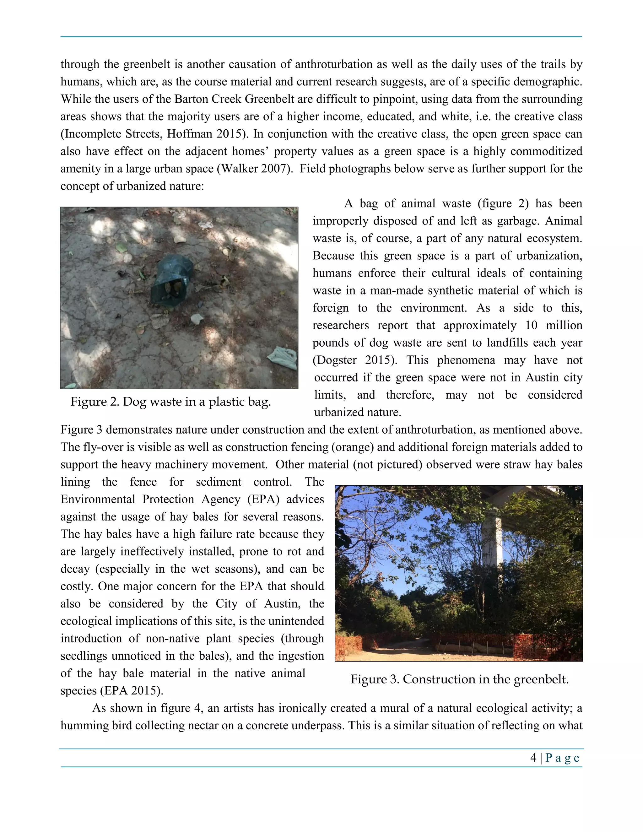 4 | P a g e
through the greenbelt is another causation of anthroturbation as well as the daily uses of the trails by
humans, which are, as the course material and current research suggests, are of a specific demographic.
While the users of the Barton Creek Greenbelt are difficult to pinpoint, using data from the surrounding
areas shows that the majority users are of a higher income, educated, and white, i.e. the creative class
(Incomplete Streets, Hoffman 2015). In conjunction with the creative class, the open green space can
also have effect on the adjacent homes’ property values as a green space is a highly commoditized
amenity in a large urban space (Walker 2007). Field photographs below serve as further support for the
concept of urbanized nature:
A bag of animal waste (figure 2) has been
improperly disposed of and left as garbage. Animal
waste is, of course, a part of any natural ecosystem.
Because this green space is a part of urbanization,
humans enforce their cultural ideals of containing
waste in a man-made synthetic material of which is
foreign to the environment. As a side to this,
researchers report that approximately 10 million
pounds of dog waste are sent to landfills each year
(Dogster 2015). This phenomena may have not
occurred if the green space were not in Austin city
limits, and therefore, may not be considered
urbanized nature.
Figure 3 demonstrates nature under construction and the extent of anthroturbation, as mentioned above.
The fly-over is visible as well as construction fencing (orange) and additional foreign materials added to
support the heavy machinery movement. Other material (not pictured) observed were straw hay bales
lining the fence for sediment control. The
Environmental Protection Agency (EPA) advices
against the usage of hay bales for several reasons.
The hay bales have a high failure rate because they
are largely ineffectively installed, prone to rot and
decay (especially in the wet seasons), and can be
costly. One major concern for the EPA that should
also be considered by the City of Austin, the
ecological implications of this site, is the unintended
introduction of non-native plant species (through
seedlings unnoticed in the bales), and the ingestion
of the hay bale material in the native animal
species (EPA 2015).
As shown in figure 4, an artists has ironically created a mural of a natural ecological activity; a
humming bird collecting nectar on a concrete underpass. This is a similar situation of reflecting on what
Figure 2. Dog waste in a plastic bag.
Figure 3. Construction in the greenbelt.
 