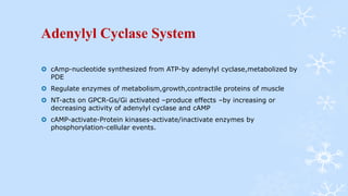 Adenylyl Cyclase System
 cAmp-nucleotide synthesized from ATP-by adenylyl cyclase,metabolized by
PDE
 Regulate enzymes of metabolism,growth,contractile proteins of muscle
 NT-acts on GPCR-Gs/Gi activated –produce effects –by increasing or
decreasing activity of adenylyl cyclase and cAMP
 cAMP-activate-Protein kinases-activate/inactivate enzymes by
phosphorylation-cellular events.
 