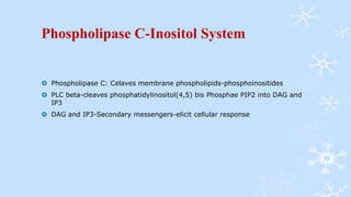 Phospholipase C-Inositol System
 Phospholipase C: Celaves membrane phospholipids-phosphoinositides
 PLC beta-cleaves phosphatidylinositol(4,5) bis Phosphae PIP2 into DAG and
IP3
 DAG and IP3-Secondary messengers-elicit cellular response
 