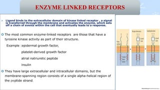 ENZYME LINKED RECEPTORS
 Ligand binds to the extracellular domain of kinase linked receptor , a signal
is transferred through the membrane and activates the enzyme, which sets
off a chain of events within the cell that eventually leads to a response.
 The most common enzyme-linked receptors are those that have a
tyrosine kinase activity as part of their structure.
Example :epidermal growth factor,
platelet-derived growth factor
atrial natriuretic peptide
insulin
 They have large extracellular and intracellular domains, but the
membrane-spanning region consists of a single alpha-helical region of
the peptide strand.23
 