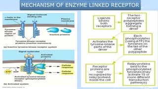MECHANISM OF ENZYME LINKED RECEPTOR
 