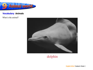 dolphin What is the animal? Vocabulary   Animals 