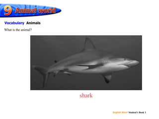 shark What is the animal? Vocabulary   Animals 
