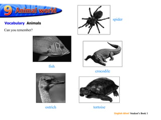 fish crocodile ostrich spider tortoise Can you remember? Vocabulary   Animals 
