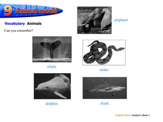 snake dolphin shark whale elephant Can you remember? Vocabulary   Animals 