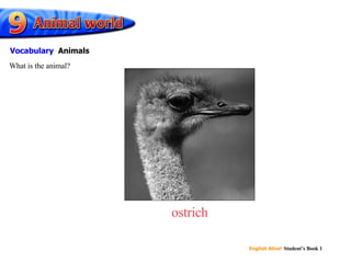 ostrich What is the animal? Vocabulary   Animals 