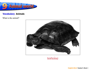 tortoise What is the animal? Vocabulary   Animals 