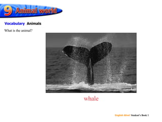 whale What is the animal? Vocabulary   Animals 