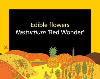 Edible flowers
Nasturtium ‘Red Wonder’
 
