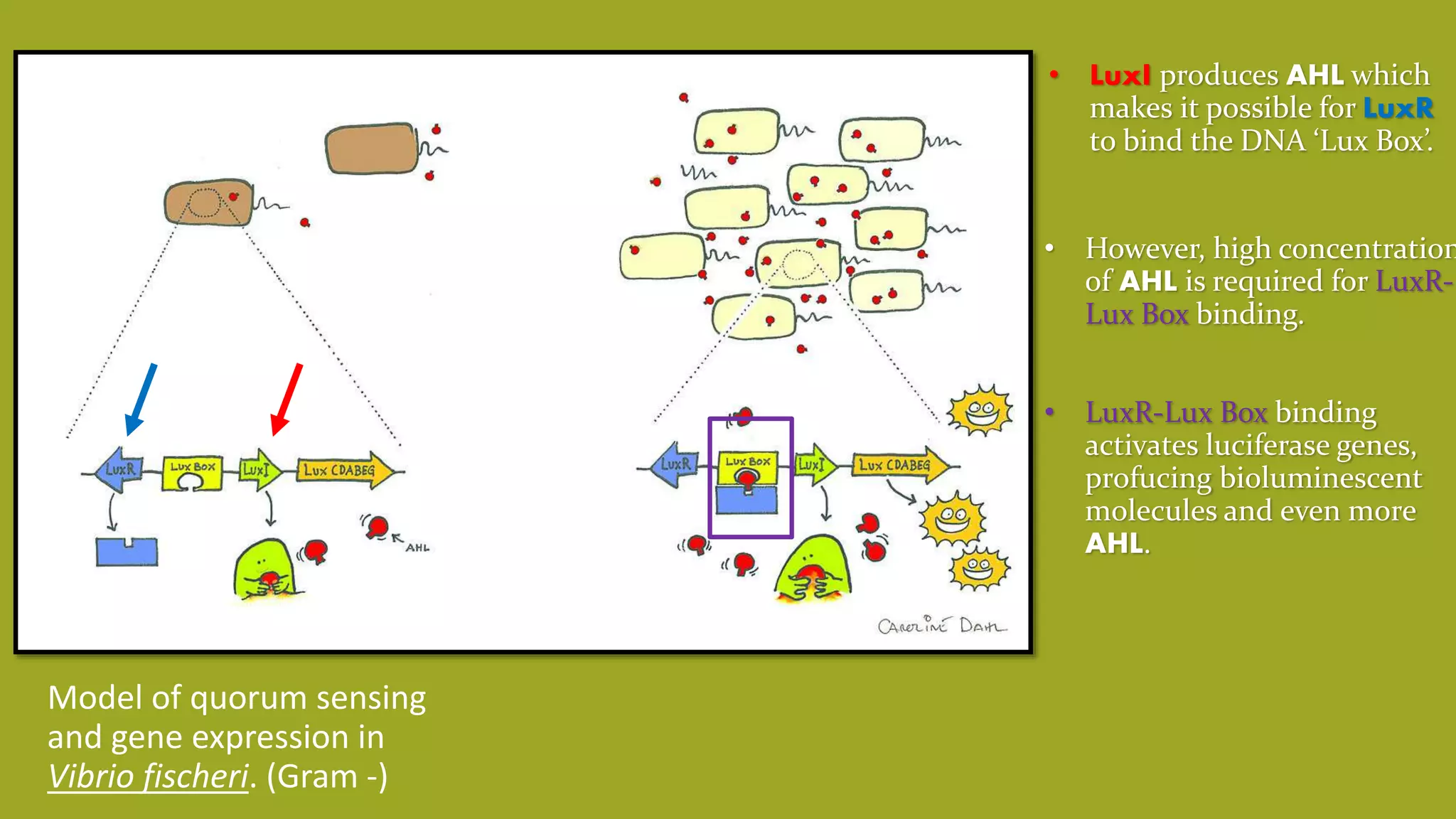 Quorum Models Biofilm Formation and Food Safety | PPTX