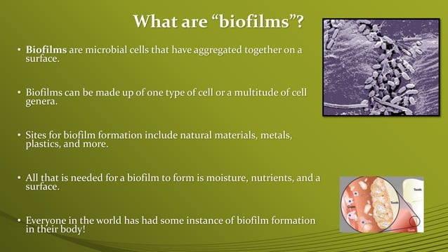 Biofilm Formation and Food Safety | PPT