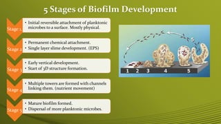 Biofilm Formation and Food Safety | PPTX