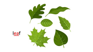 leaf